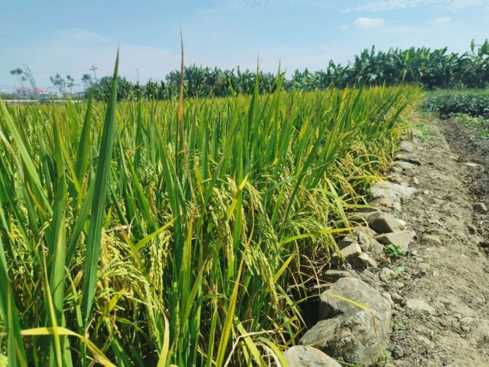 可以无忧无虑地奔跑儿时的田埂很宽只是情不自禁地回到小时候的模样走