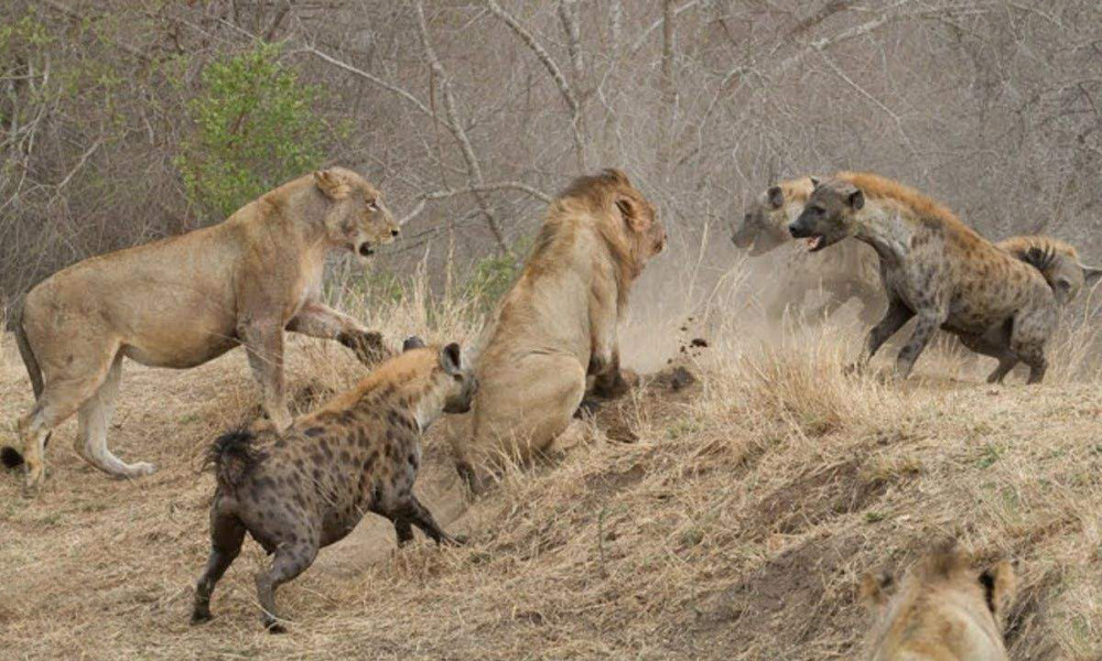 狮子有哪些天敌?流浪雄狮长大后还认识母亲吗?