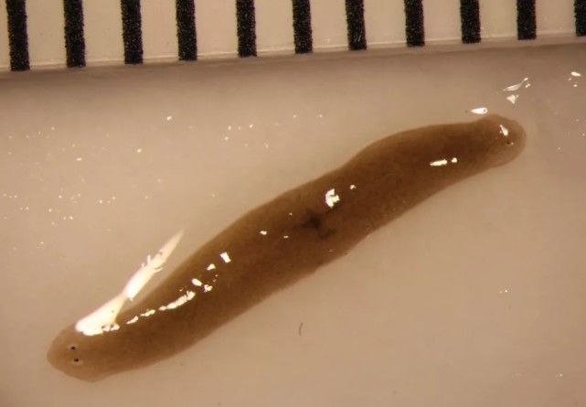 一个被截体的扁形虫碎片被送入太空,再生成双头蠕虫,这是一种罕见的