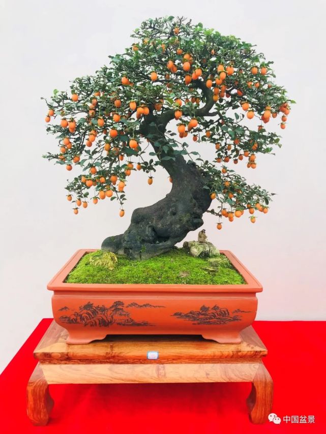 它凭借独一无二的特点,成为盆景界经久不衰的品种之一,不知道你是不是