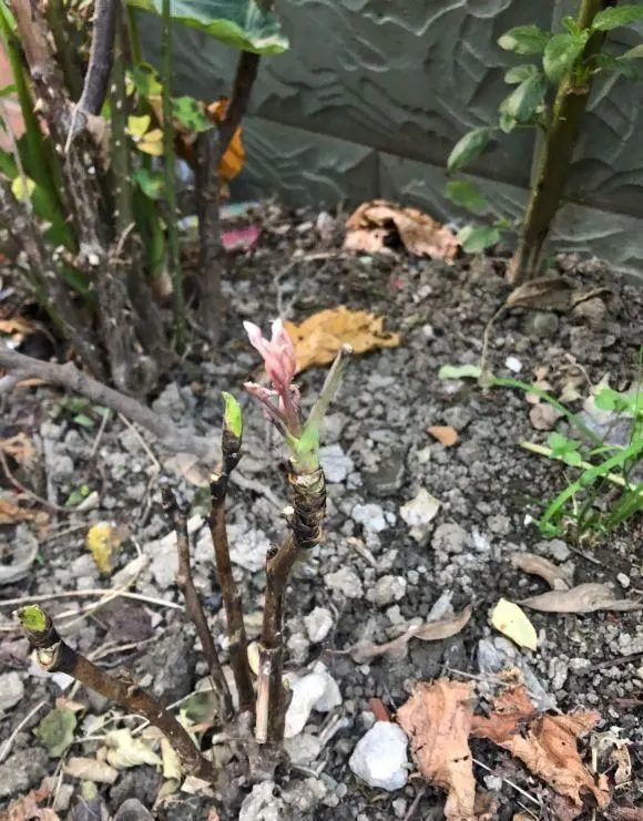路边买的牡丹 老妈种在花盆里 大 忌讳 千万不能种盆里 花卉 芍药 地栽 牡丹花 花盆
