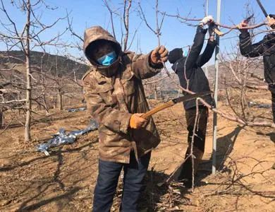 结果母枝|果树修剪一定要六亲不认：摘帽子、卸膀子、脱裙子，分别指什么？