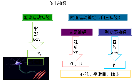 所以:心肌不發生強直收縮 ◆臨床意義:期前收縮,代償間歇 有效濾過壓