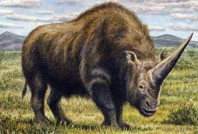 犀牛的祖先找到了!