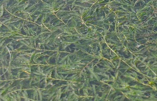虾池出现水草不长的问题 原因有多种 池塘 小龙虾