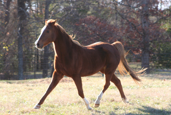 马马马:10月31脚踩"狗屎运",一路旺旺旺,当属上上等的运势!