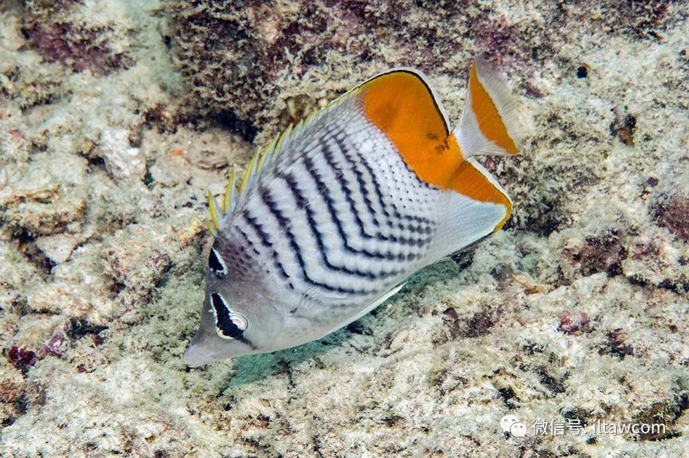 物種圖冊-默氏蝴蝶魚