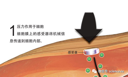 只知道按摩舒服但你知道它还可以激活抗炎症基因吗