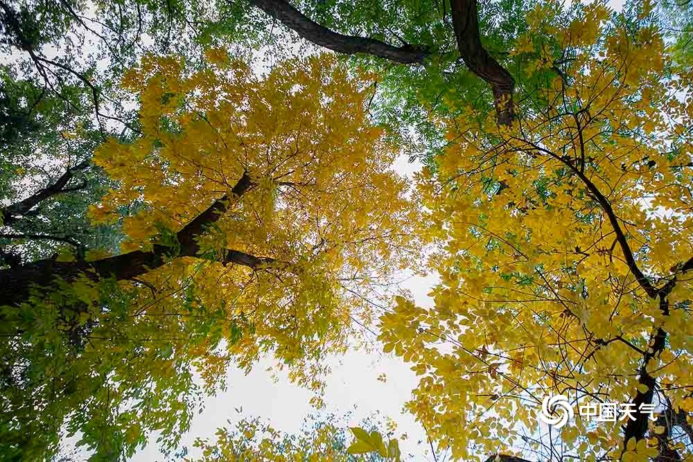 北京紫竹院公园|秋正浓！北京紫竹院公园色彩斑斓