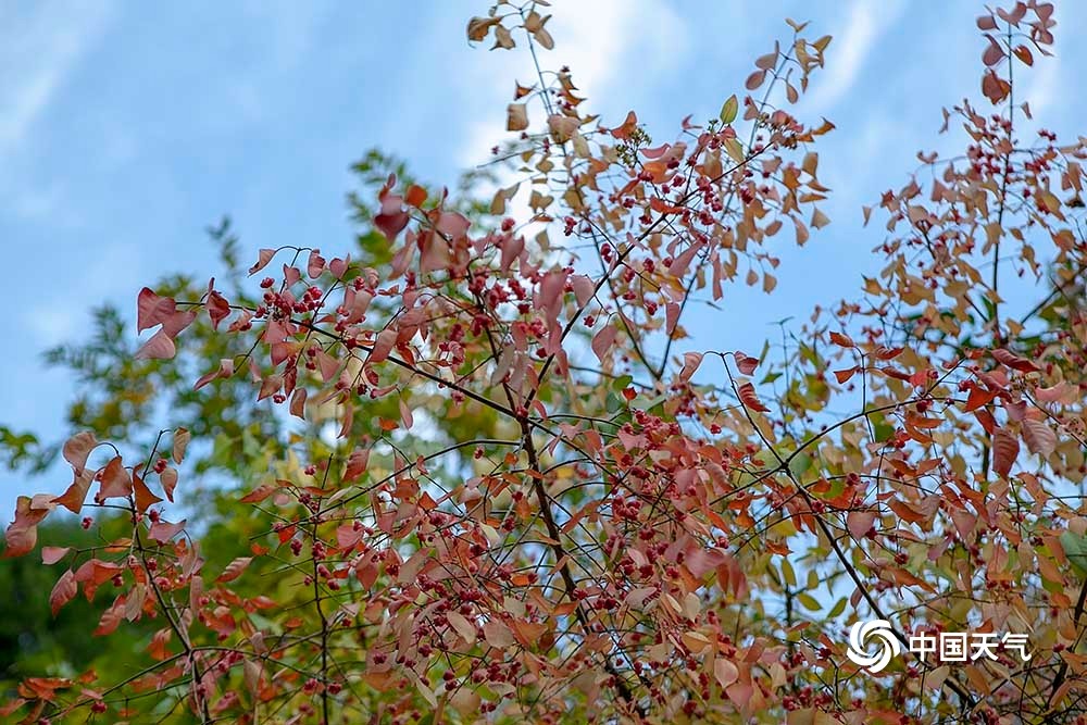 北京紫竹院公园|秋正浓！北京紫竹院公园色彩斑斓