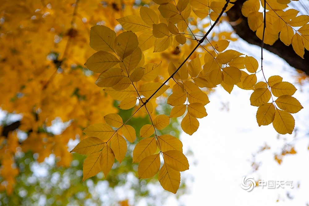 北京紫竹院公园|秋正浓！北京紫竹院公园色彩斑斓