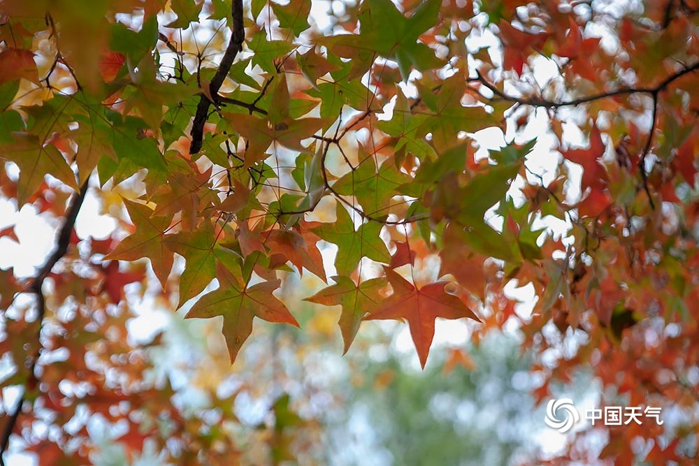 北京紫竹院公园|秋正浓！北京紫竹院公园色彩斑斓