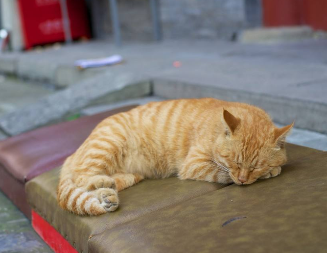 法源寺|北京独具韵味的千年古刹，禅韵悠悠别具一格，门票5元游客不多