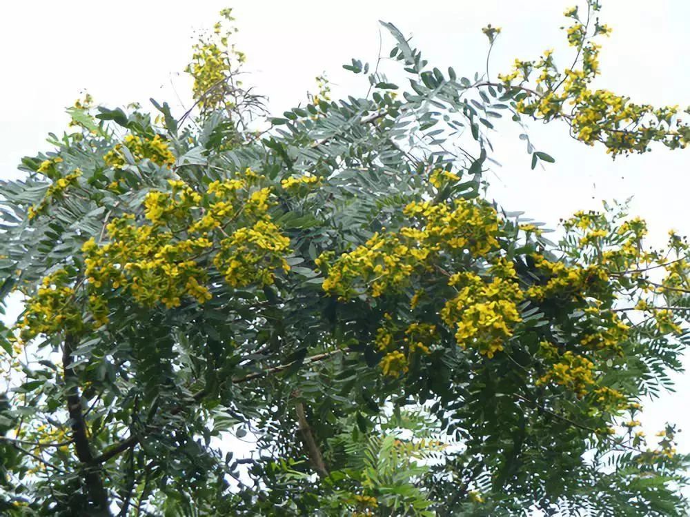 铁刀木又名黑心树,挨刀树,因干心黑色,异常坚硬刀斧难入而得名,在