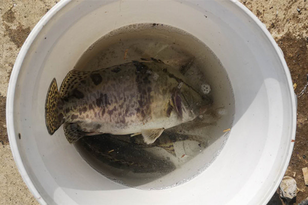 晚秋钓鳜鱼不必用路亚,民间这些手竿钓法就很好,简单好用!