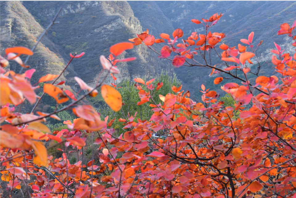 红叶|房山这处红叶，不比香山差 漫山红叶美不胜收