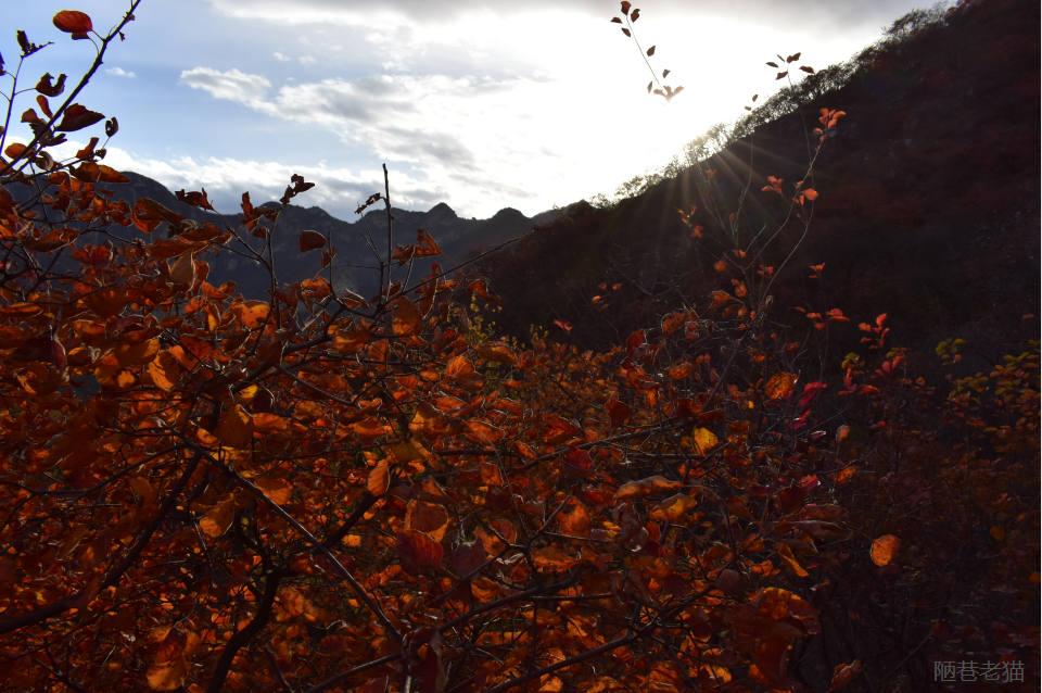 红叶|房山这处红叶，不比香山差 漫山红叶美不胜收