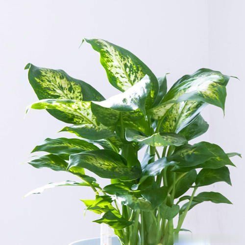 观叶绿植中的贵族品种,名叫银皇后,净化能力比绿萝还要强很多