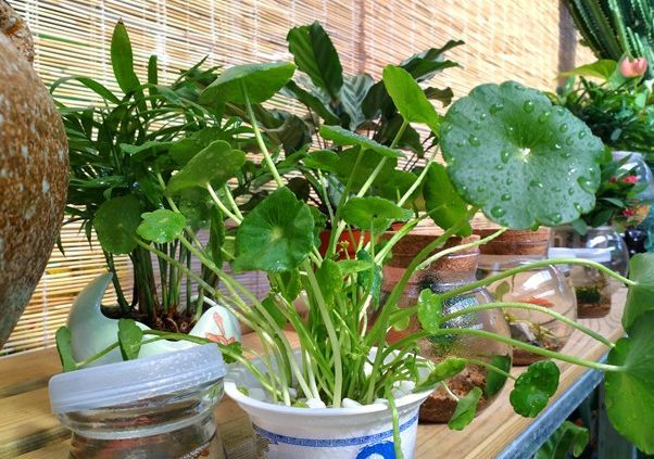 初次尝试养花选什么植物好 盆栽此4款 搁室内漂亮又好养 腾讯新闻