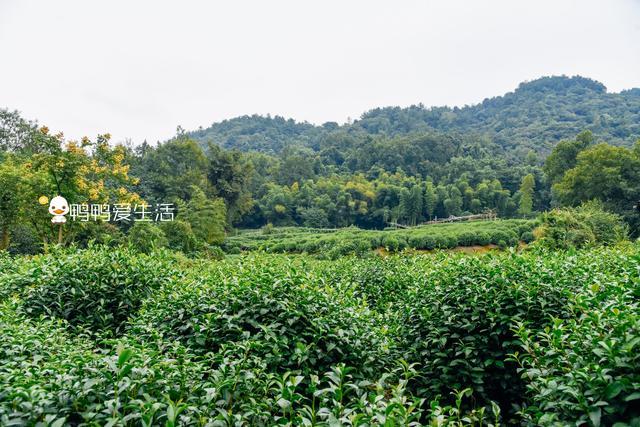 杭州最值得逛景區茶人村不是村龍井草堂不是景點勝似景點