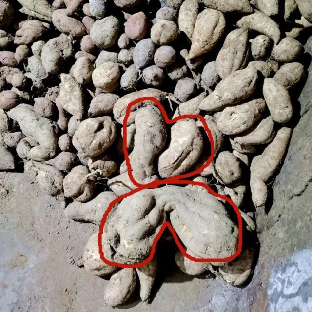 成精了!贵州一农村惊现"苕王" 一个红苕14斤重