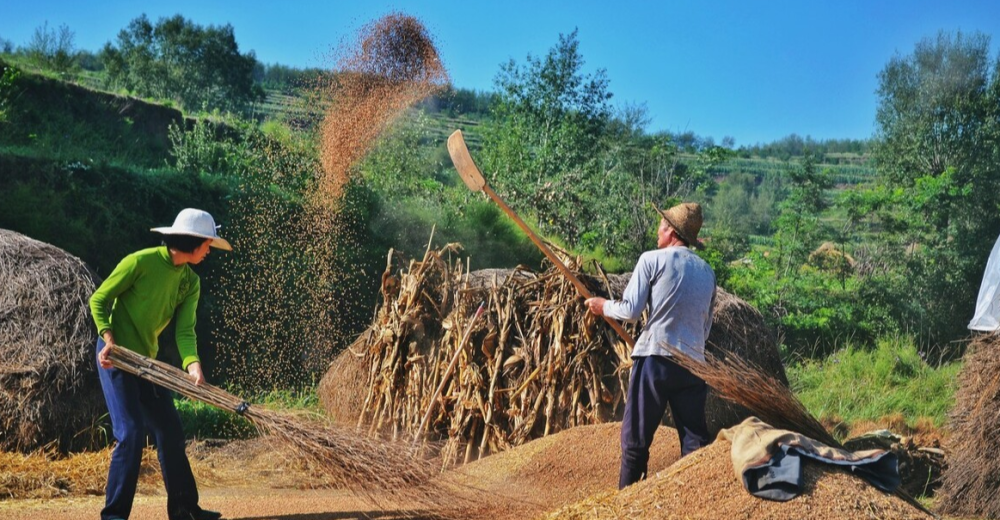 通过监控看农村父母的一天:你们的辛苦劳作,是我努力拼搏的动力