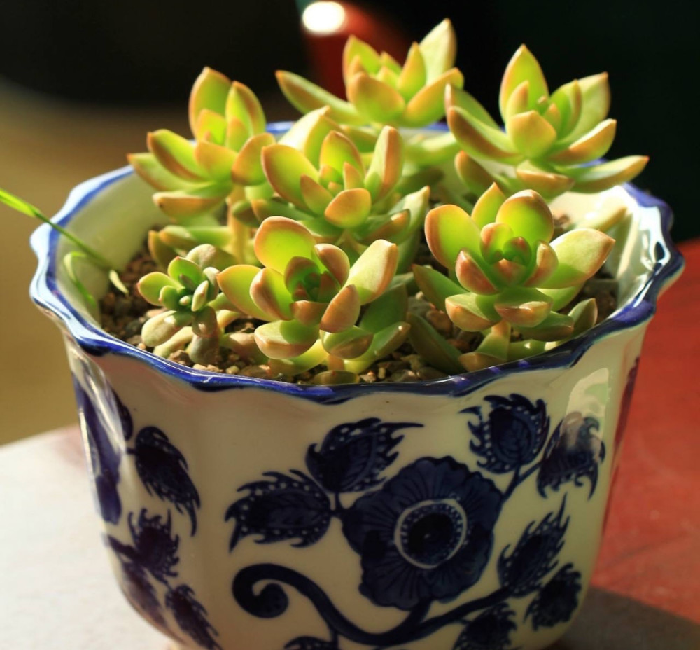 很好养活的3种 多肉 养出群生养成老桩 真的很美 腾讯新闻