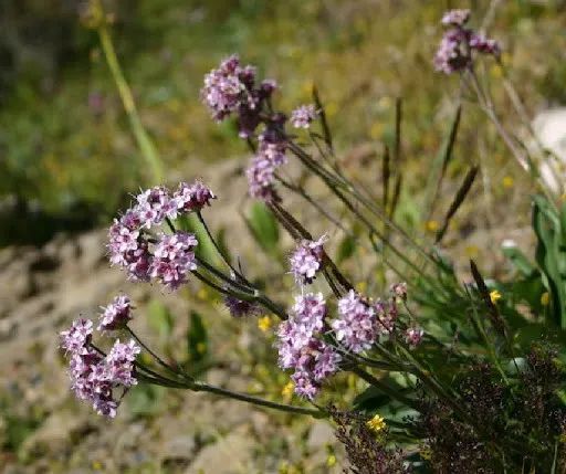 有高血压问题的患者,可以选择用穗甘松和缬草协同,配