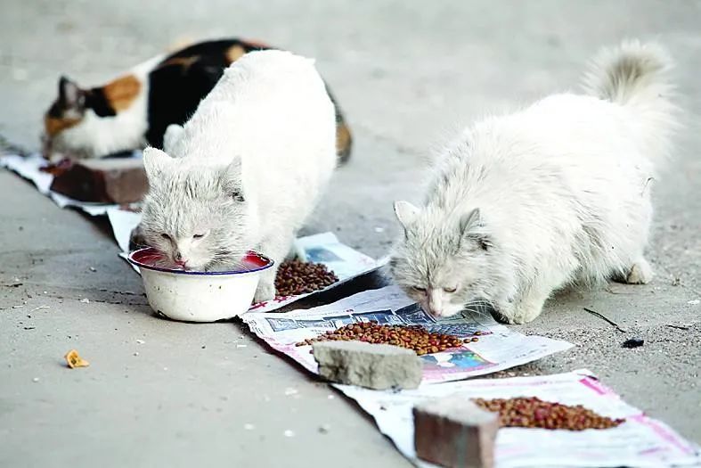 給流浪動物多一點關愛,每一個生命都該被溫柔以待!