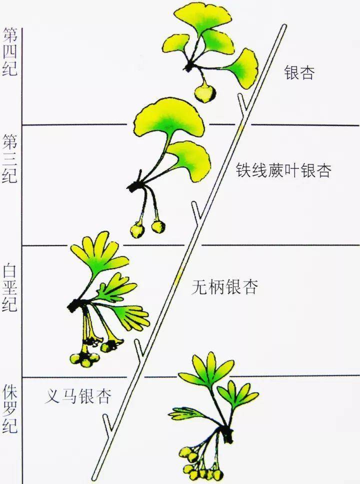 银杏|随处可见的银杏树，怎么就成了濒危物种？基因测序揭秘惊人答案