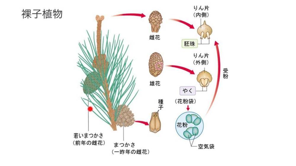 银杏|随处可见的银杏树，怎么就成了濒危物种？基因测序揭秘惊人答案