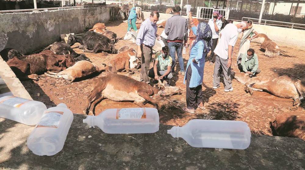 印度70头牛中毒死亡疑因信徒投喂食物