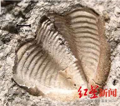 成都自然博物馆|成都自然博物馆明年开馆 成都理工师生捐出金沙遗址古象牙等珍贵藏品