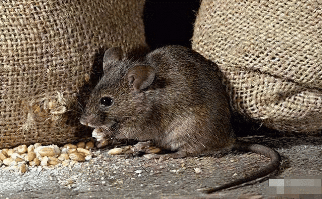 突然发现农村老鼠少了,夜里听不见猫头鹰叫了,这是为什么呢?