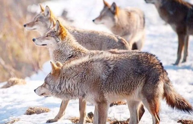野生东北虎大战西伯利亚狼群绝对实力碾压谁说猛虎架不住狼群