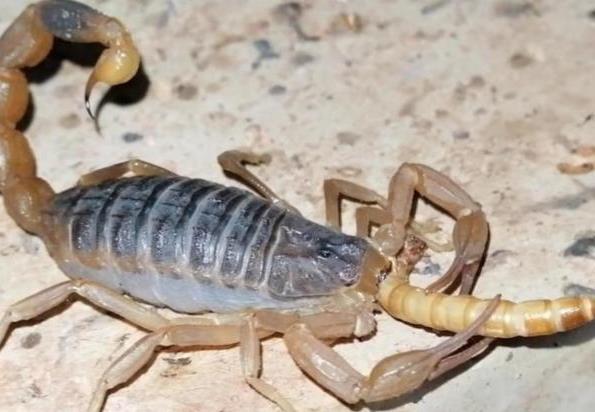 听说小蝎子如果爬不到母亲的背上就会背母蝎子吃掉是真的吗