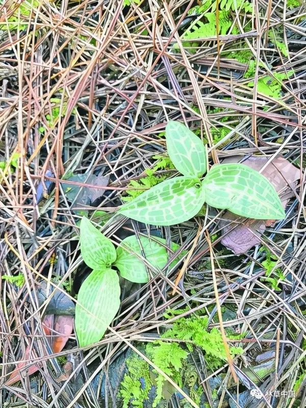 野生植物保护贵州龙里境内发现成片濒危珍稀植物斑叶兰