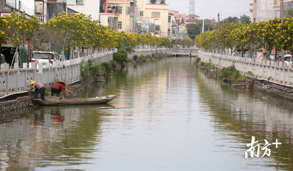 从鱼塘到花海中山横栏这个村以产业振兴成就美丽乡村