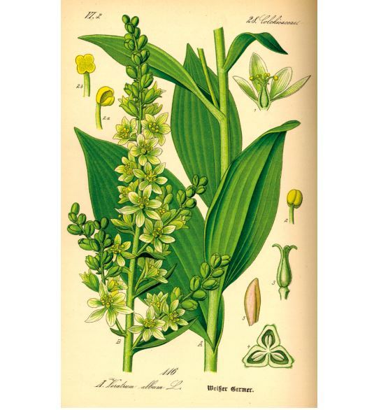 (动物的毒液),还有其他为人所知的可怕毒物,比如亚洲热带的箭毒木