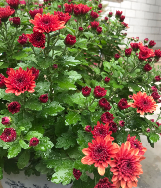 千头菊美丽可爱花量大花期长似开花机器