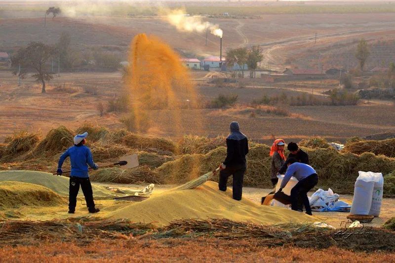 写在《"李子柒"的误导》后