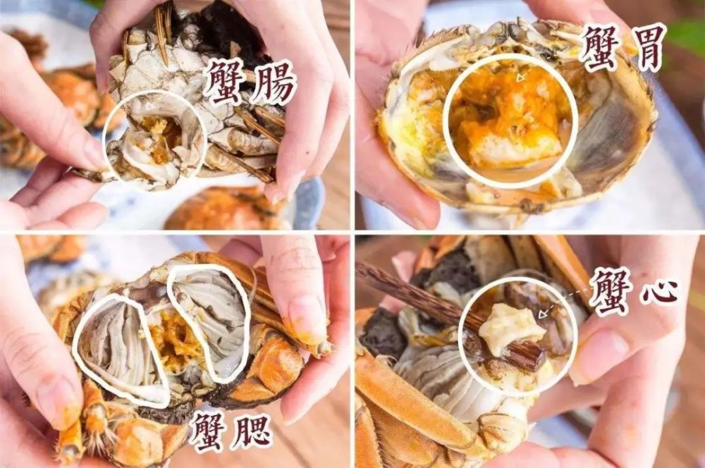 大闸蟹的这4个部位:蟹心,蟹鳃,蟹胃,蟹肠不可食用哦!