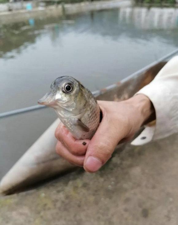 鱼和鸟杂交?湖南钓鱼人钓起"鸟嘴鱼",鱼头长出鸟喙来