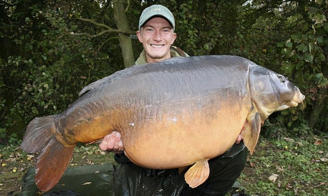 入侵全球的鲤鱼:在美国胖成"猪",为啥在中国却活不到成年?