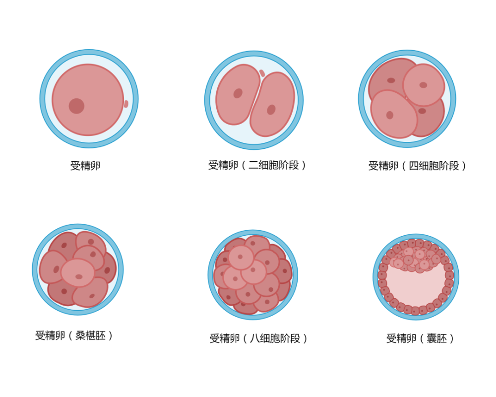 男女生殖系统示意图汇总展示 腾讯新闻