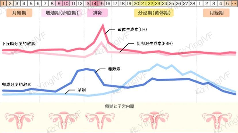 食补 竟然也要看时间 英妊活 腾讯新闻