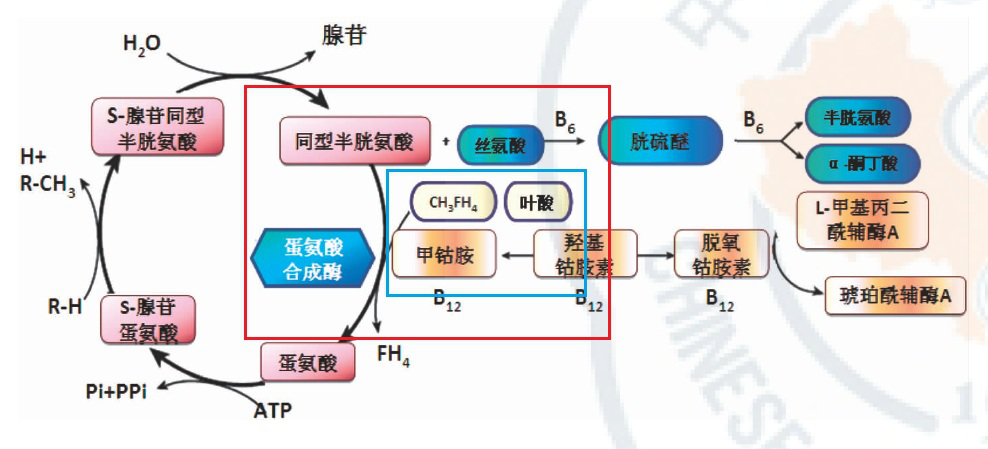 叶酸和维生素 b12 在蛋氨酸循环中的作用机制 图源:参考文献 5 机制