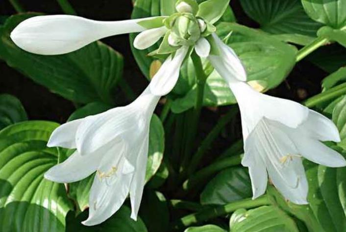 11月开始紫气东来 财源飞涨 衣食无忧的生肖 腾讯新闻