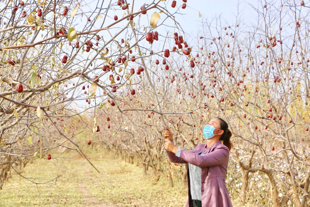 库车市枣园打枣忙丰收