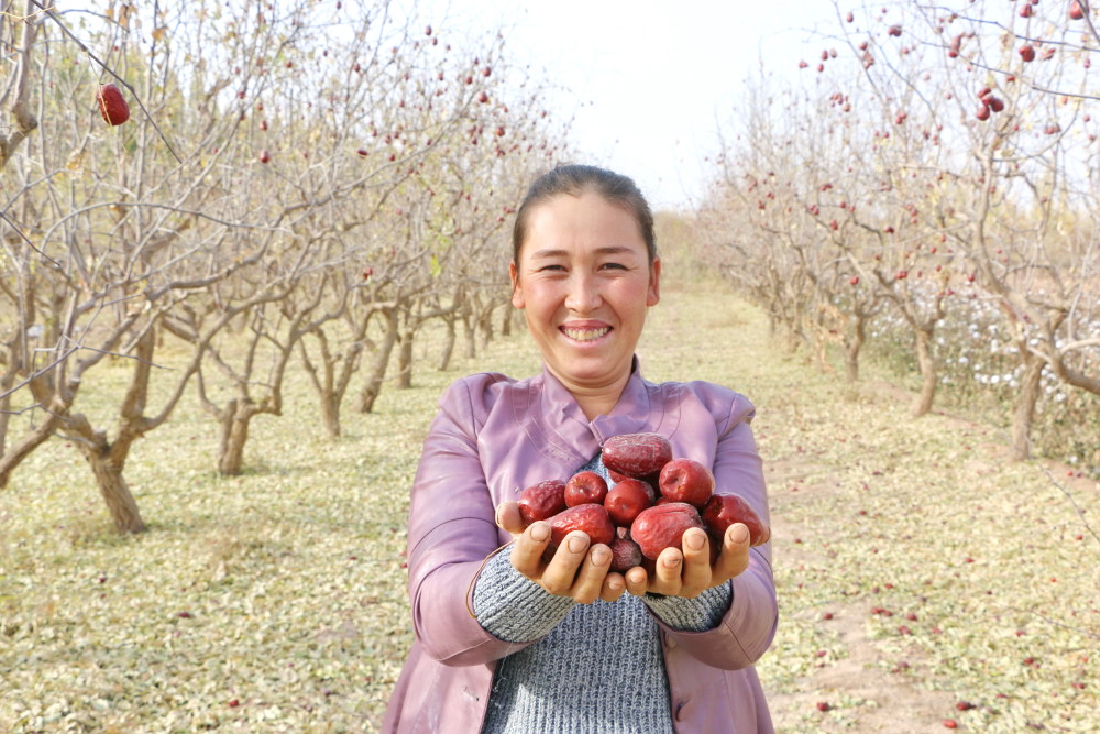 库车市枣园打枣忙丰收